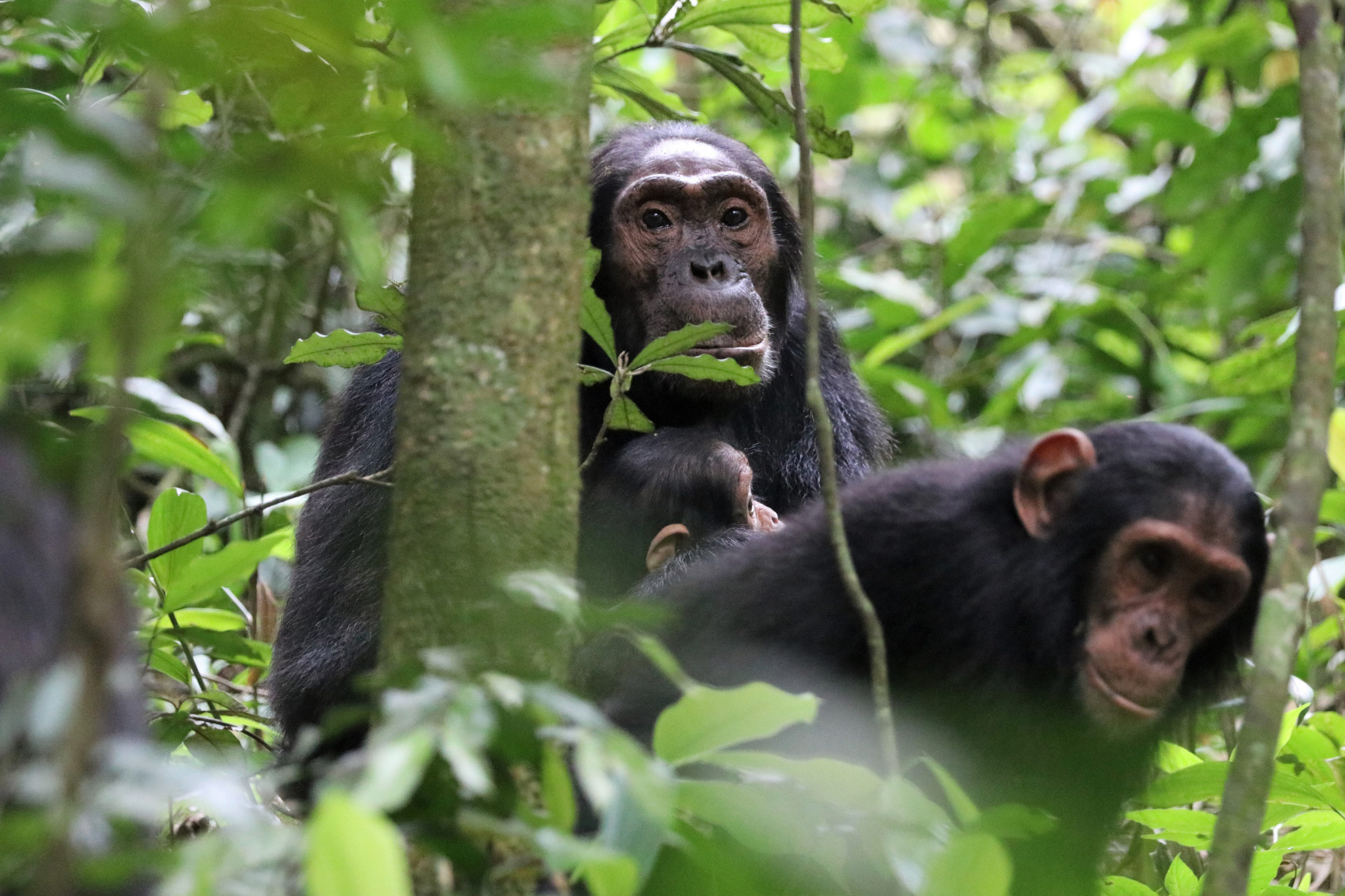 kibale national park (2).webp